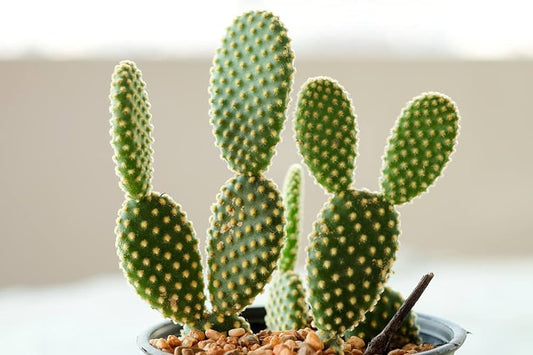 Comprehensive Guide to Bunny Ear Cactus Care: A Prickly Delight for Your Home